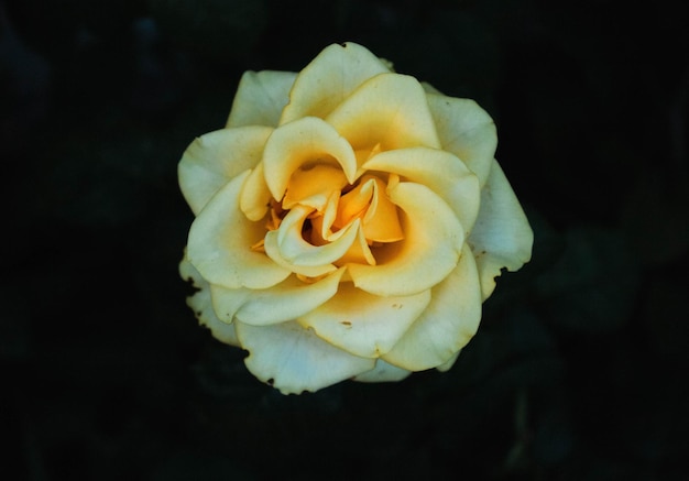 Une rose jaune avec un centre blanc et une bande rouge.