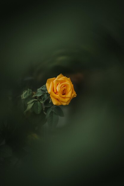 Photo une rose jaune dans un buisson vert