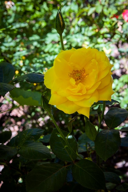 Rose jaune dans un gros plan de jardin fleuri