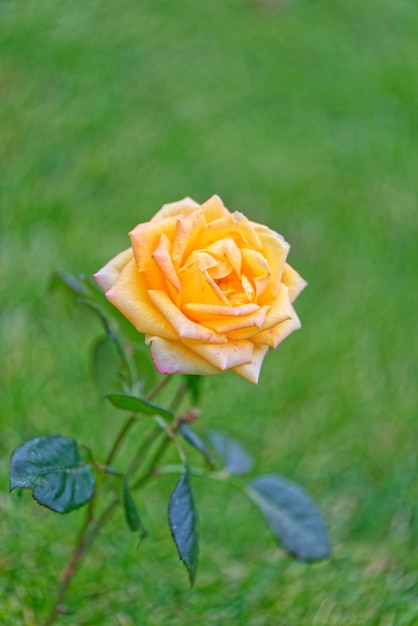 Rose jaune dans un jardin sur le fond flou d'une pelouse verte Focus sélectif DOF bas