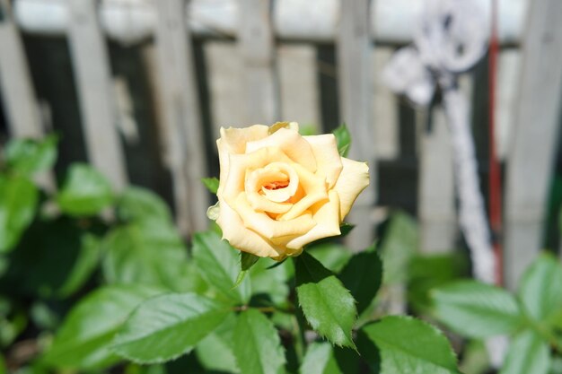 Rose jaune dans le jardin sur fond d'herbe verte et de clôture