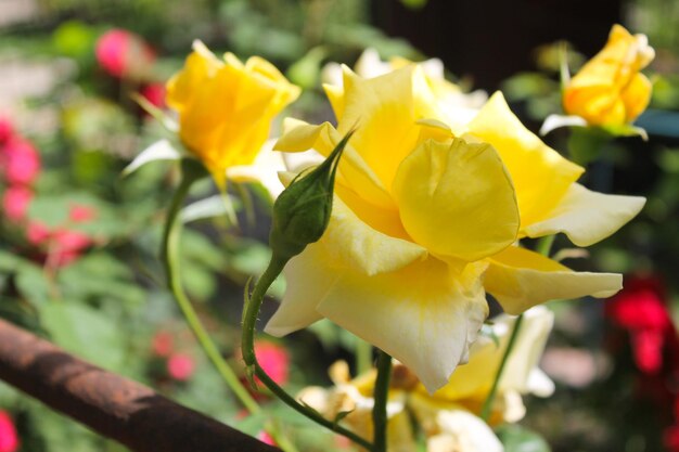 Rose jaune dans le jardin