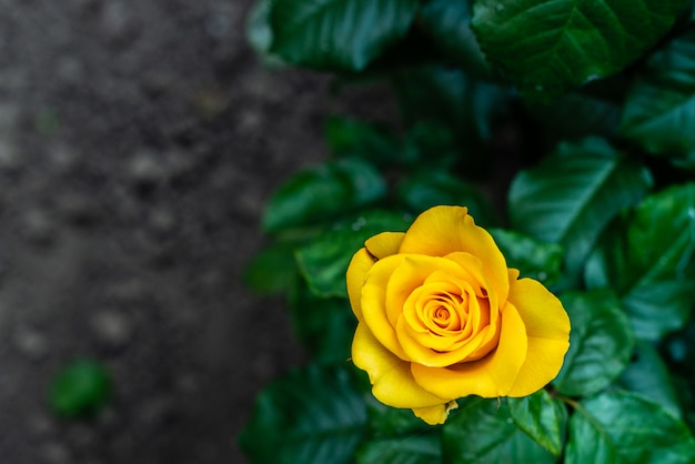 Rose jaune dans le jardin.