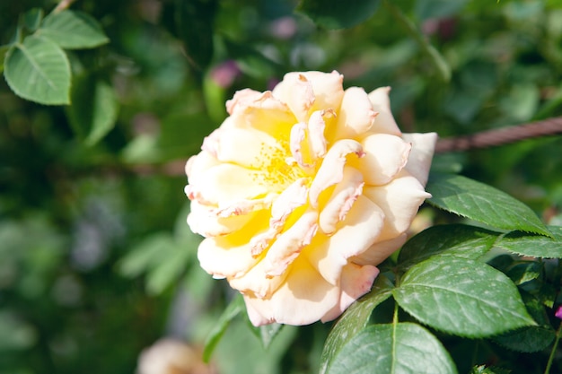 Rose jaune dans le parc