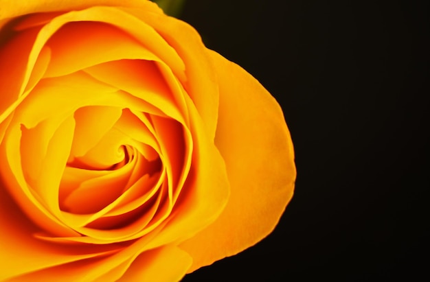 Une rose jaune est photographiée sur un fond noir.
