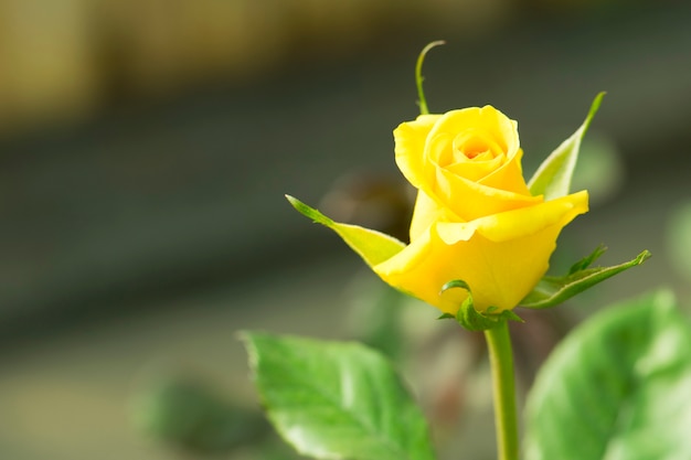 Rose jaune avec des feuilles vertes.