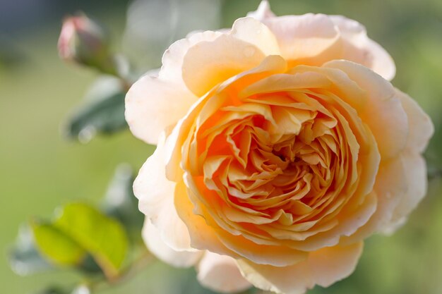 Rose jaune en fleurs dans le jardin par une journée ensoleillée