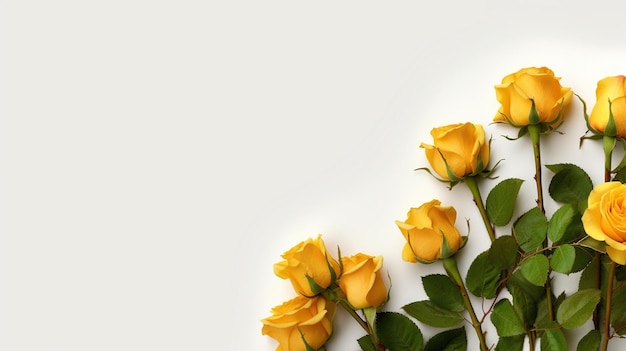 rose jaune en gros plan sur fond blanc