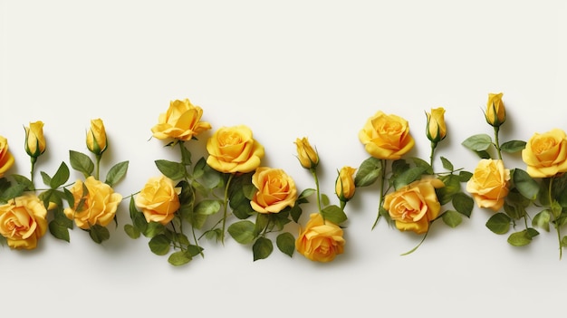 rose jaune en gros plan sur fond blanc