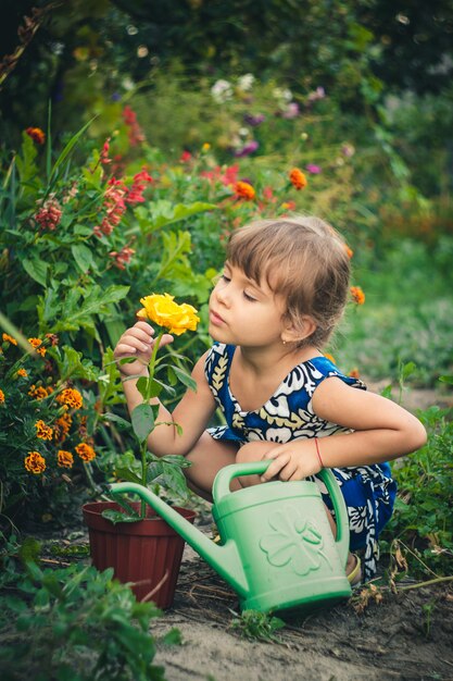 Rose jaune jeune jardinier