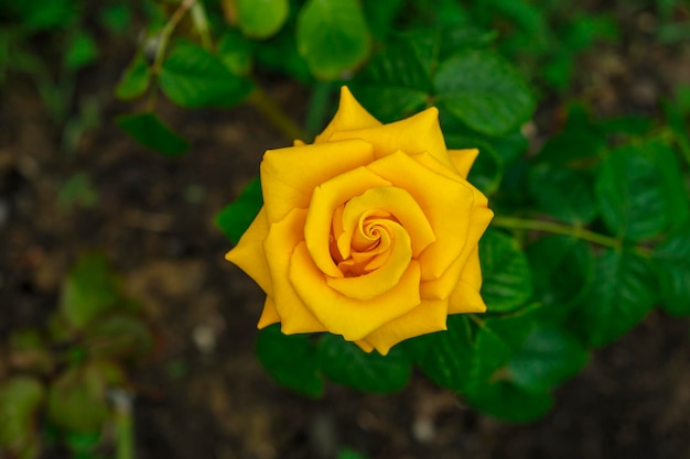 Photo rose jaune luxuriante après la pluie belles fleurs de fleurs au jour d'été ensoleillé concept d'aménagement paysager de fleuristerie de jardinage pour les couvertures de cartes postales