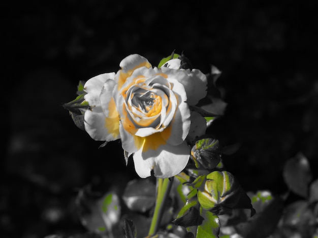 Une rose jaune en noir et blanc