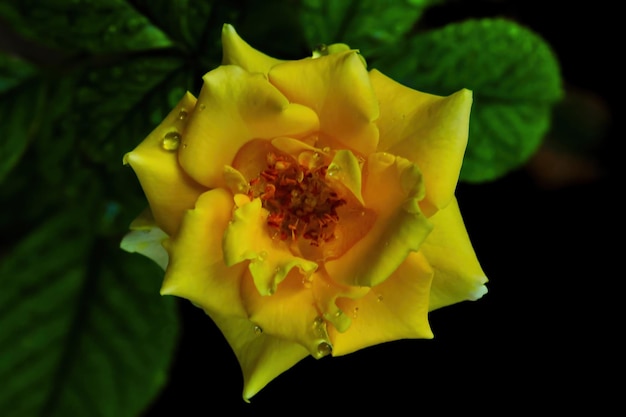 Rose jaune unique sur fond noir