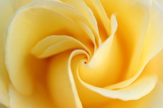 rose jaune