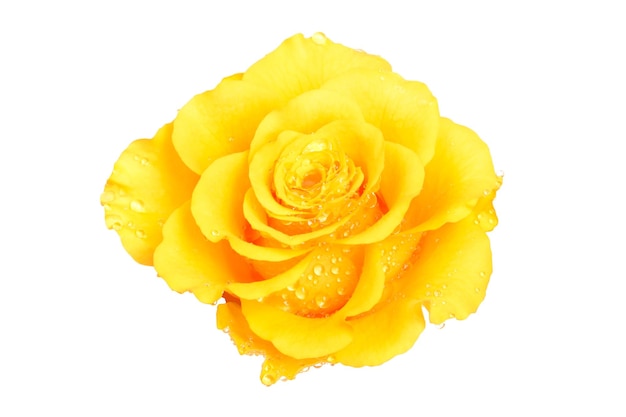 Photo rose jaune