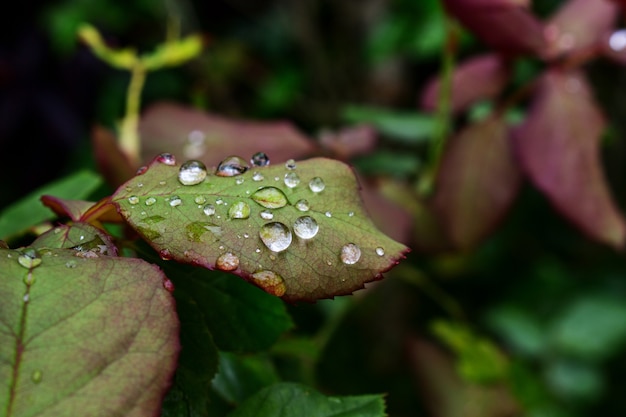 Rose Leafs après la pluie