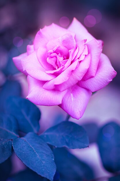 Une rose lilas sur un fond bleu