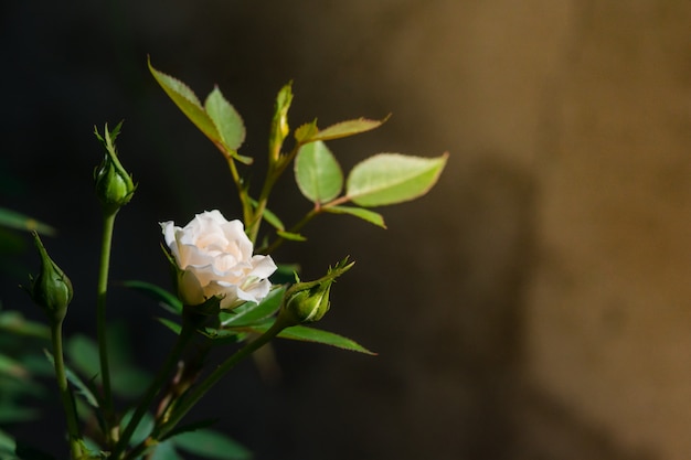 Rose et lumière chaude dans le jardin