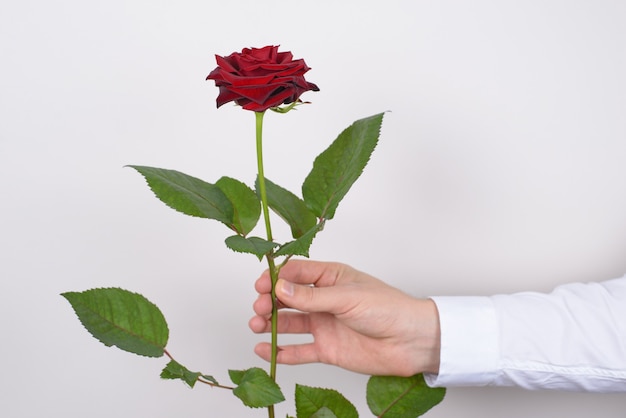 Rose à la main de l'homme fond gris isolé