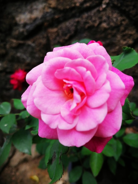 Rose mignonne