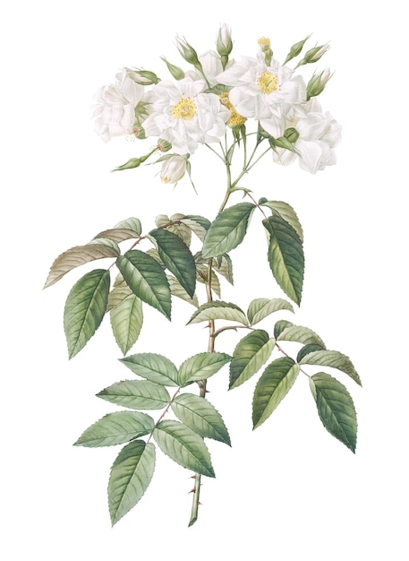 Une rose à la mousse vintage transparente png