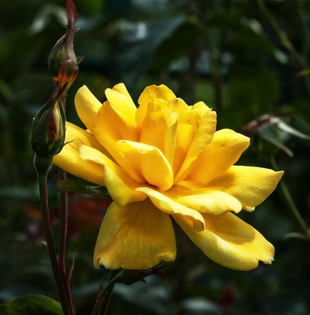 Rose musquée le genre et la forme culturelle des plantes de la famille des buissons roses jusqu'à 2 mètres de haut