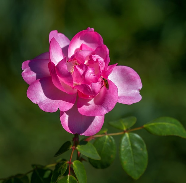 Rose musquée le genre et la forme culturelle des plantes de la famille des buissons roses jusqu'à 2 mètres de haut