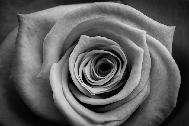 Rose en noir et blanc