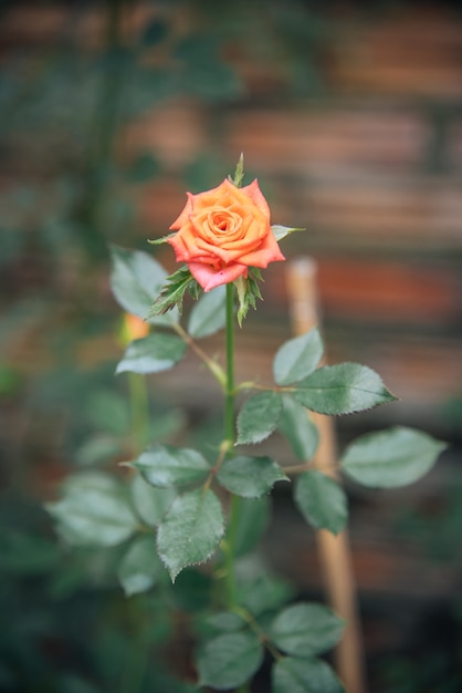 rose orange dans la maison de verre pour la Saint-Valentin