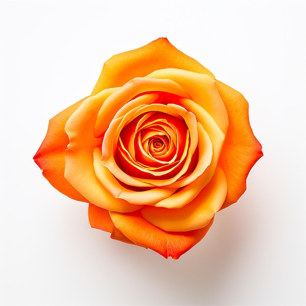 Rose orange sur fond blanc Flatlays floraux générés par l'IA