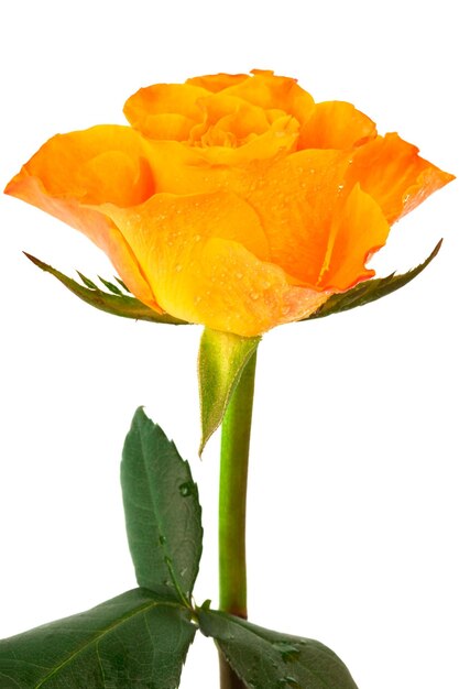 Rose orange fraîche