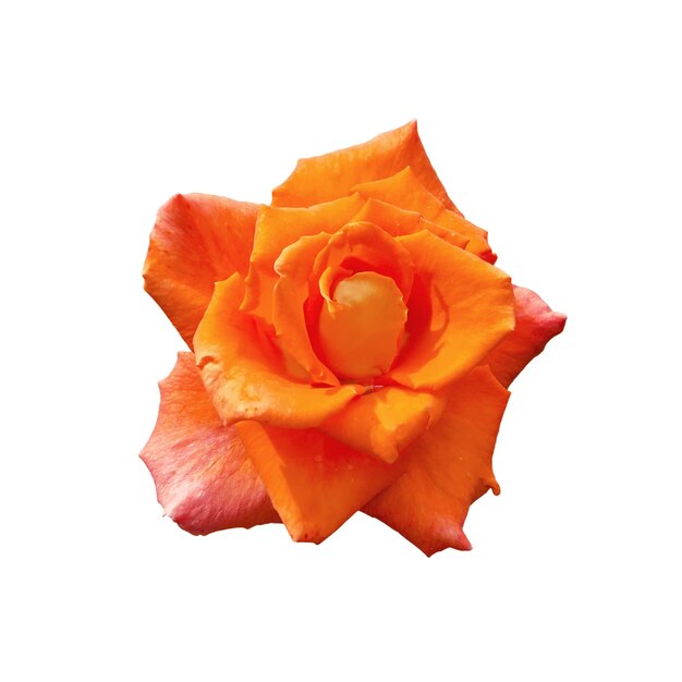 Rose orange isolé sur fond blanc