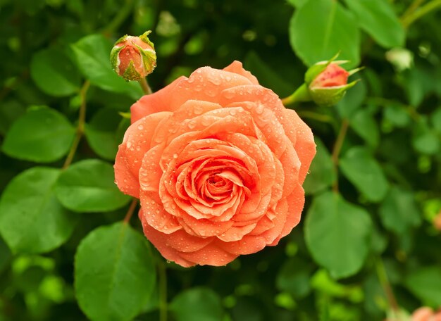 rose orange