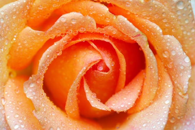 rose orange