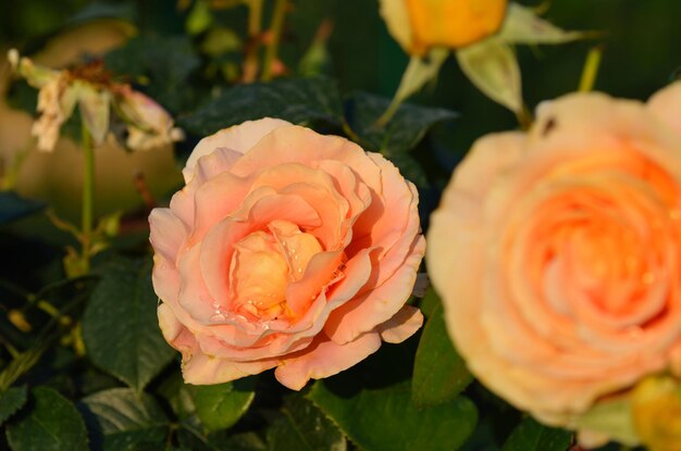 Rose orangée