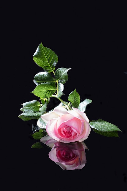 Rose en osier anglais de variété Eden avec des gouttes de pluie sur les pétales sur un verre noir avec réflexion