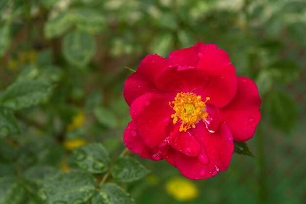 Rose ouverte rouge vif sur fond de verdure.