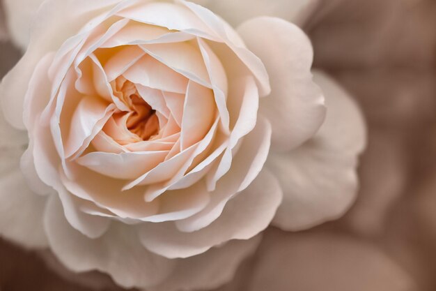 Photo rose de pêche sur un fond brun de style beige vintage nuances étouffées