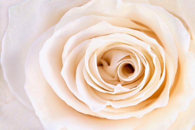 Rose pétale crème closeup
