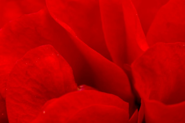 Rose pétale fleur rose rouge en pleine floraison dans les pétales sélectifs de la ferme focusmacro rose