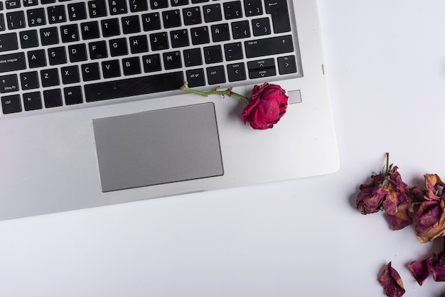 Rose avec pétales presque fanés sur ordinateur portable argenté et blanc