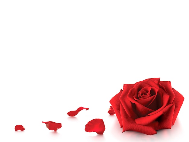 Rose et pétales de rose rouges romantiques sur fond blanc