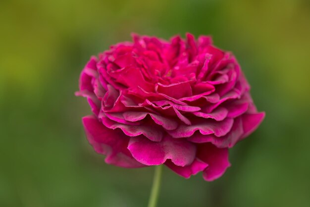 Rose pourpre sur la branche dans le jardin Close up of garden rose Falstaff