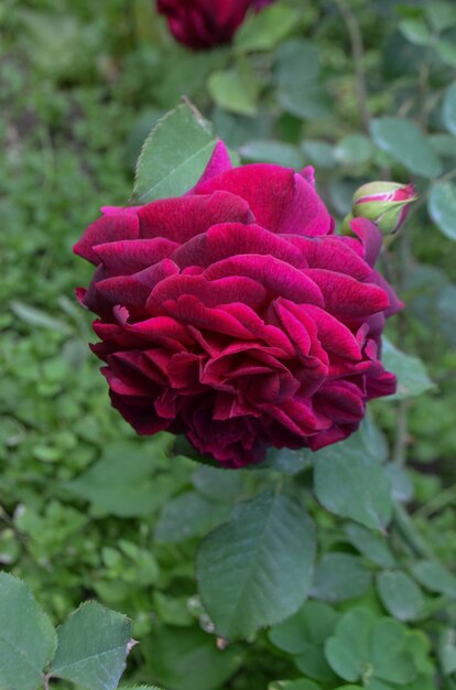 Rose pourpre sur la branche dans le jardin Close up of garden rose Falstaff