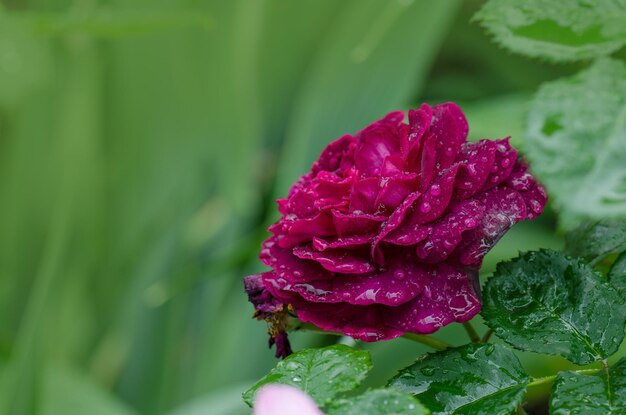 Rose pourpre sur la branche dans le jardin Close up of garden rose Falstaff