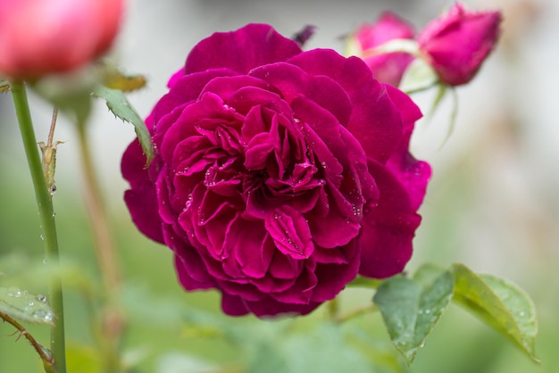 Rose pourpre sur la branche dans le jardin Close up of garden rose Munstead Wood