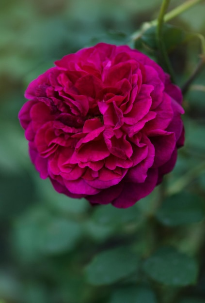 Rose pourpre sur la branche dans le jardin Munstead Wood roses dans le jardin English Rose Munstead Wood