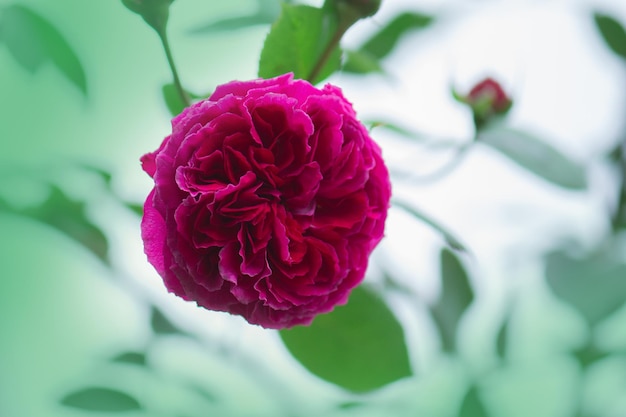 Rose pourpre sur la branche dans le jardin Roses violettes pourpres dans le jardin Rose violette pourpre anglaise