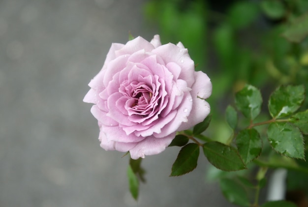 Rose pourpre avec feuille verte