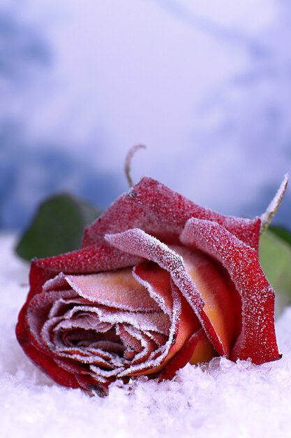 Rose recouverte de givre close up